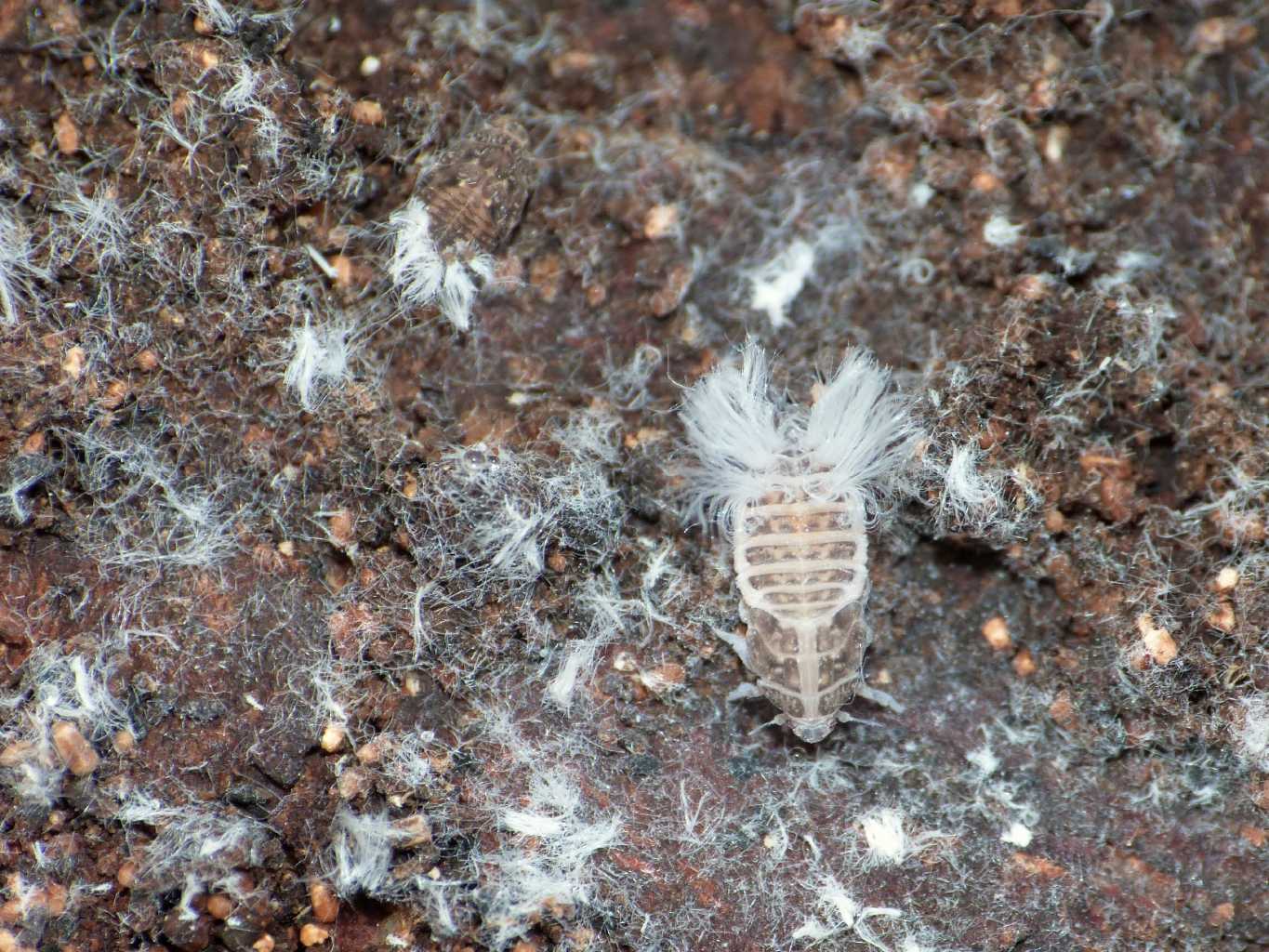 Cixidia sp. da Tolfa (RM)